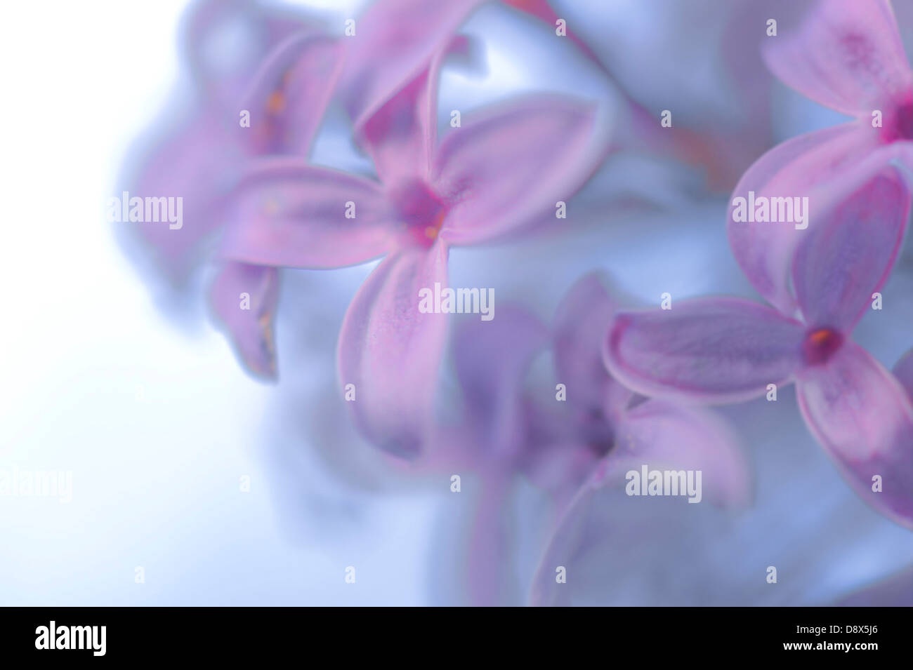 Lila lila Blumen Stockfoto