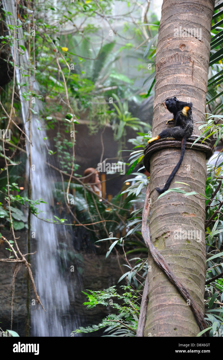 Rothändige Tamarin Affe auf Baum Dallas Aquarium, Texas, USA Stockfoto