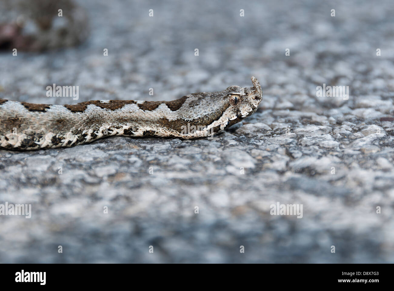 Eine Hornotter kriechen auf der Straße Stockfoto