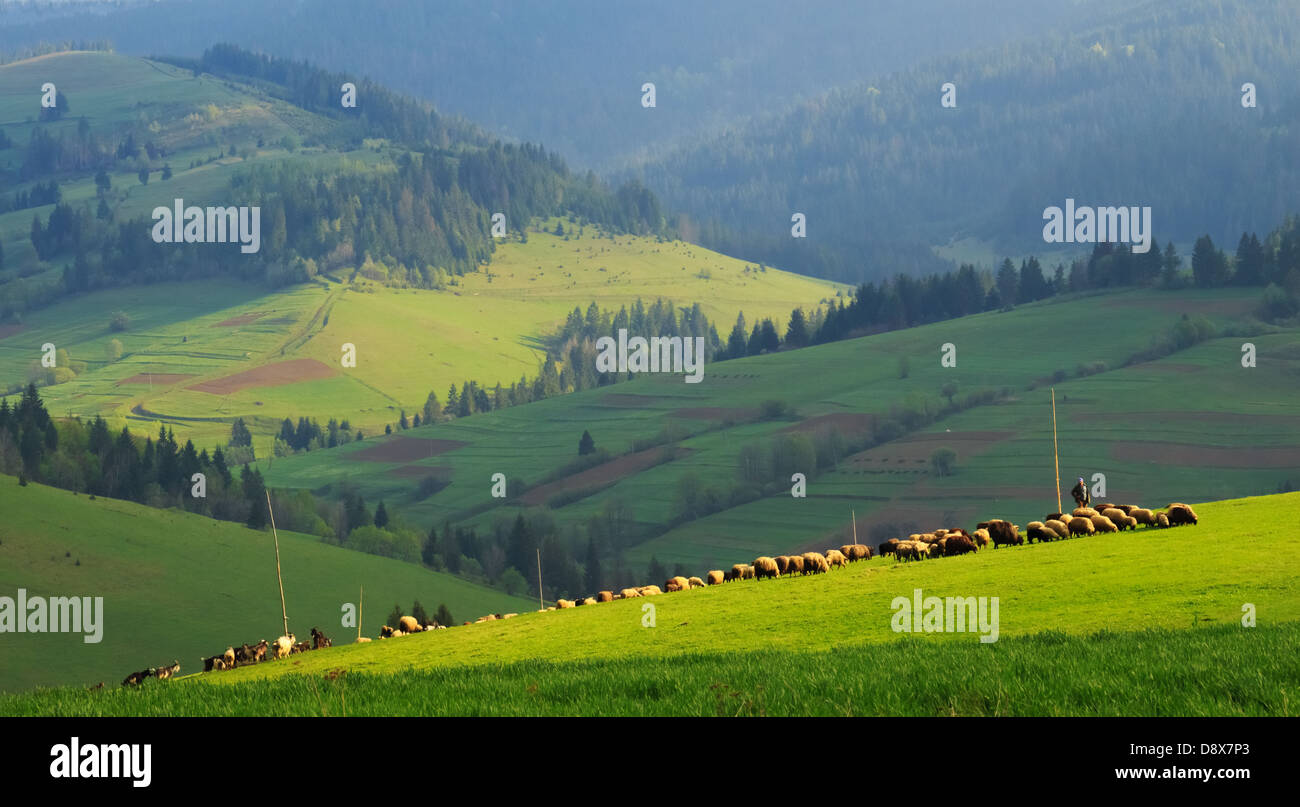 Eine Herde von Schafen in den frühen Morgenstunden auf den farbigen Diagonale Karpaten. Stockfoto
