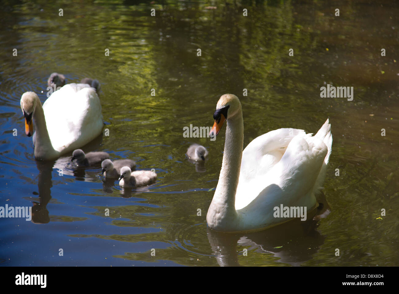 Schwäne mit ihren Cygnets am Fluss Avon, Christchurch, Dorset, Südwest-England, Vereinigtes Königreich Stockfoto