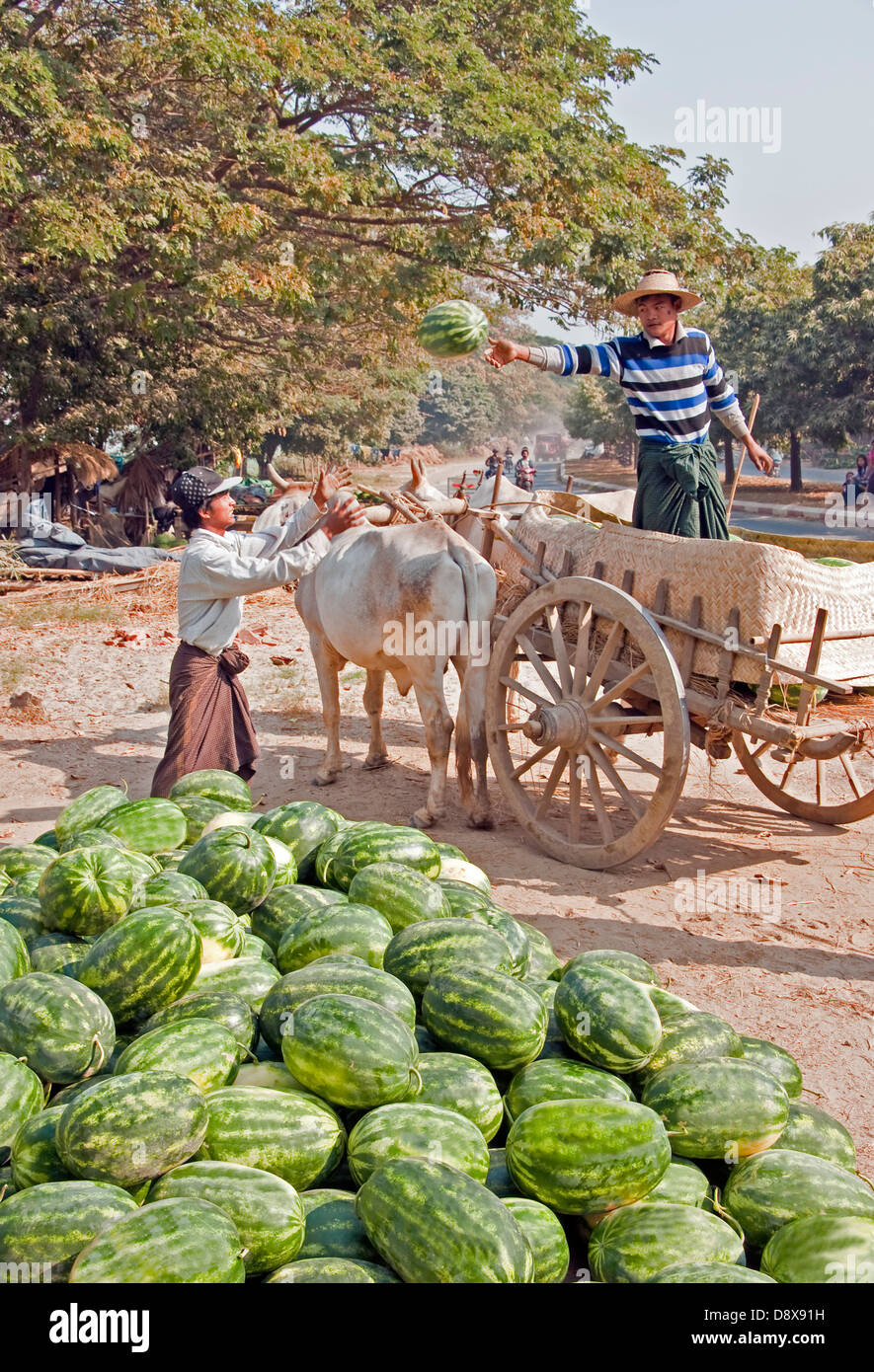 Landwirt entladen Wassermelonen von Ochsenkarren am Straßenrand in der Nähe von Mandalay. Stockfoto