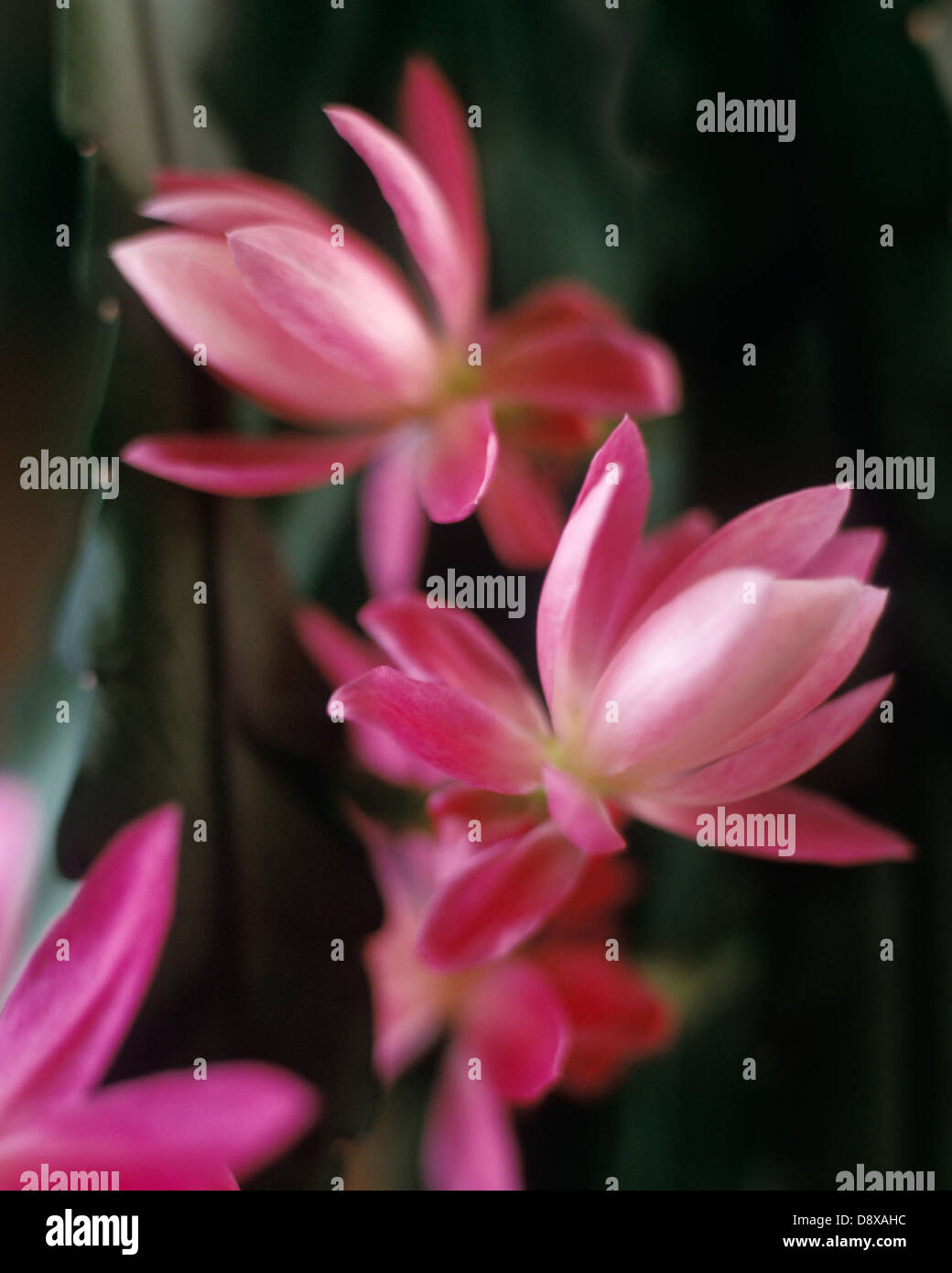 Ein Kaktus in voller Blüte. Stockfoto