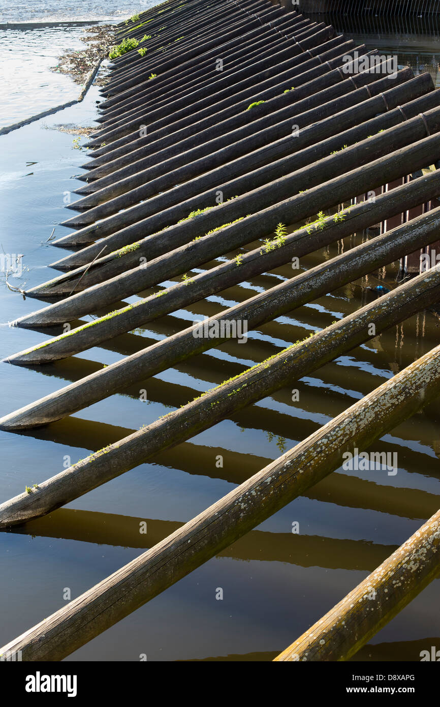 Hölzerne Pfähle in die Moldau neben der Karlsbrücke in Prag, Tschechische Republik, Europa Stockfoto