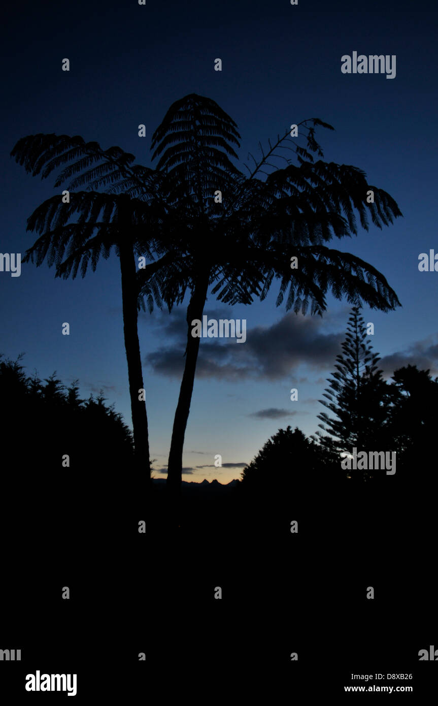 Silhouette des silbernen Farn Baum Cyathea Dealbata nachts Stockfoto