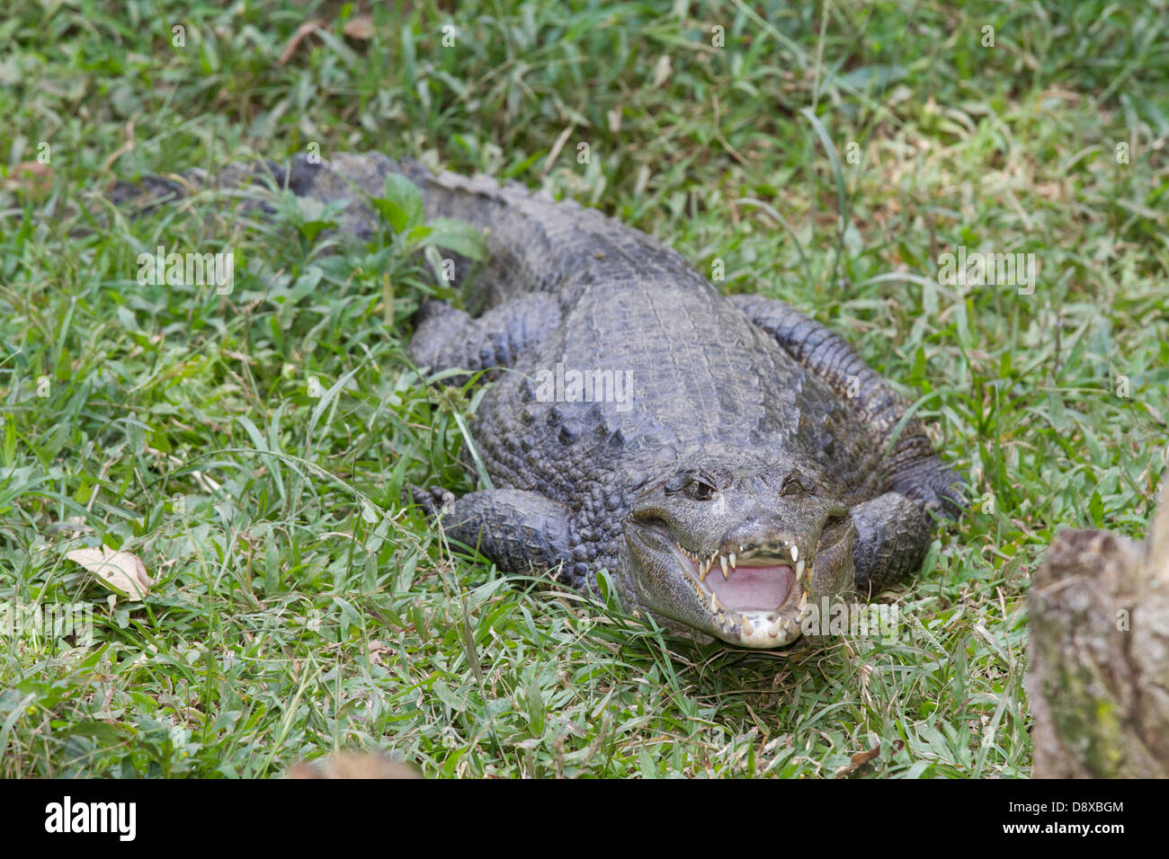 Brillentragende Brillenkaiman, Caiman Crocodilus, Cali Zoo, Cali, Kolumbien Stockfoto