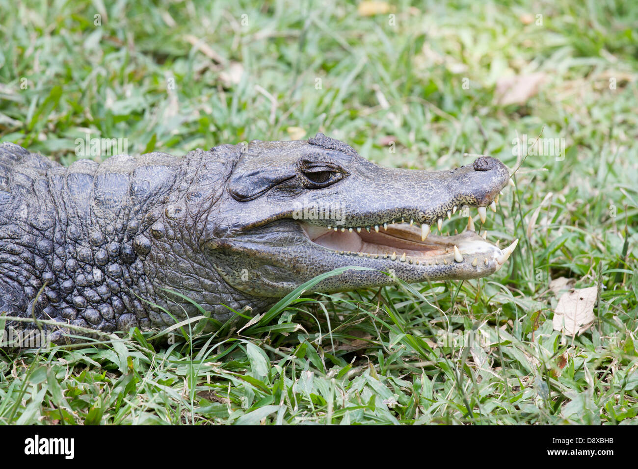 Brillentragende Brillenkaiman, Caiman Crocodilus, Cali Zoo, Cali, Kolumbien Stockfoto