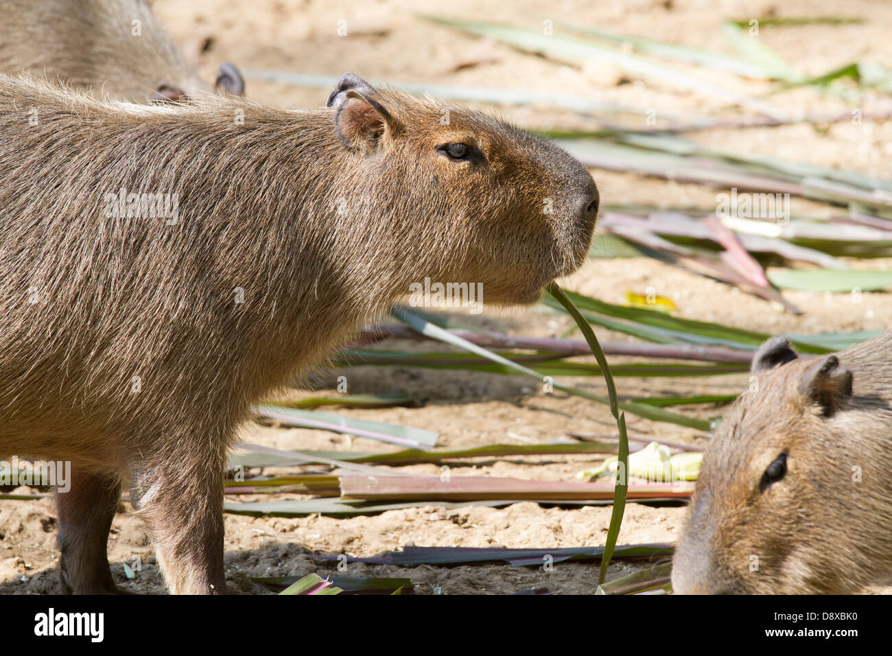 Capybara, Hydrochoerus Hydrochaeris, Zoologico de Cali, Cali Zoo, Cali, Kolumbien Stockfoto