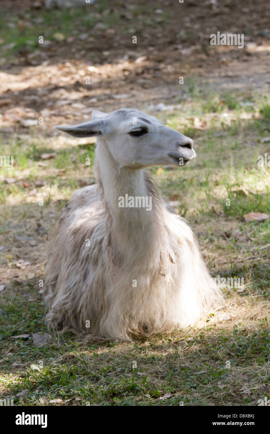 Lama, Lama Glama, Cali Zoo, Cali, Kolumbien Stockfoto