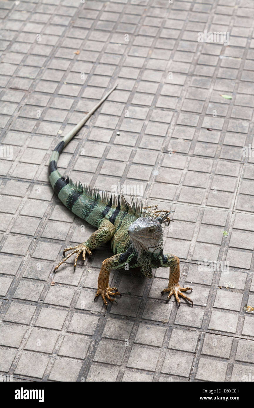 Grüner Leguan, Iguana Iguana, Plaza de Bolivar, Cartagena, Kolumbien Stockfoto