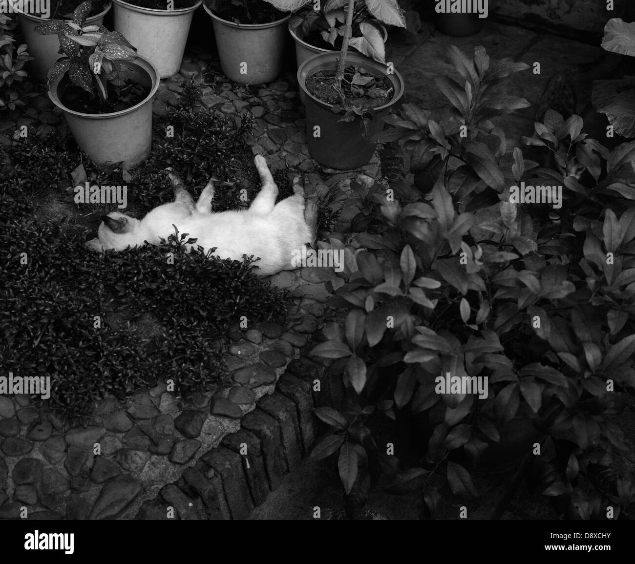 Katze schläft im Garten, erhöhte Aussicht (B&W) Stockfoto