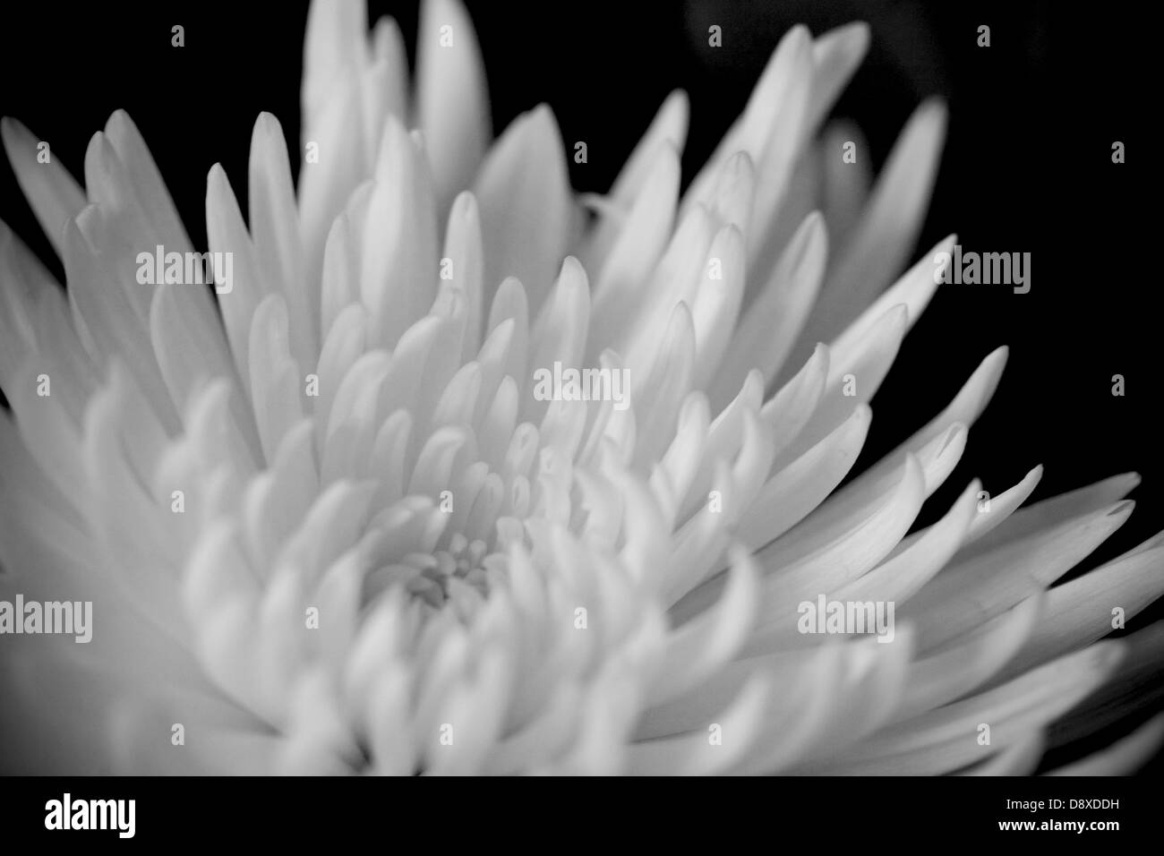 weiße Chrysantheme Blume Stockfoto