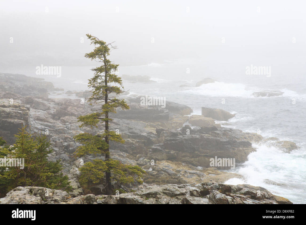 Atlantikküste im Acadia National Park, mit Baum im Nebel. Stockfoto