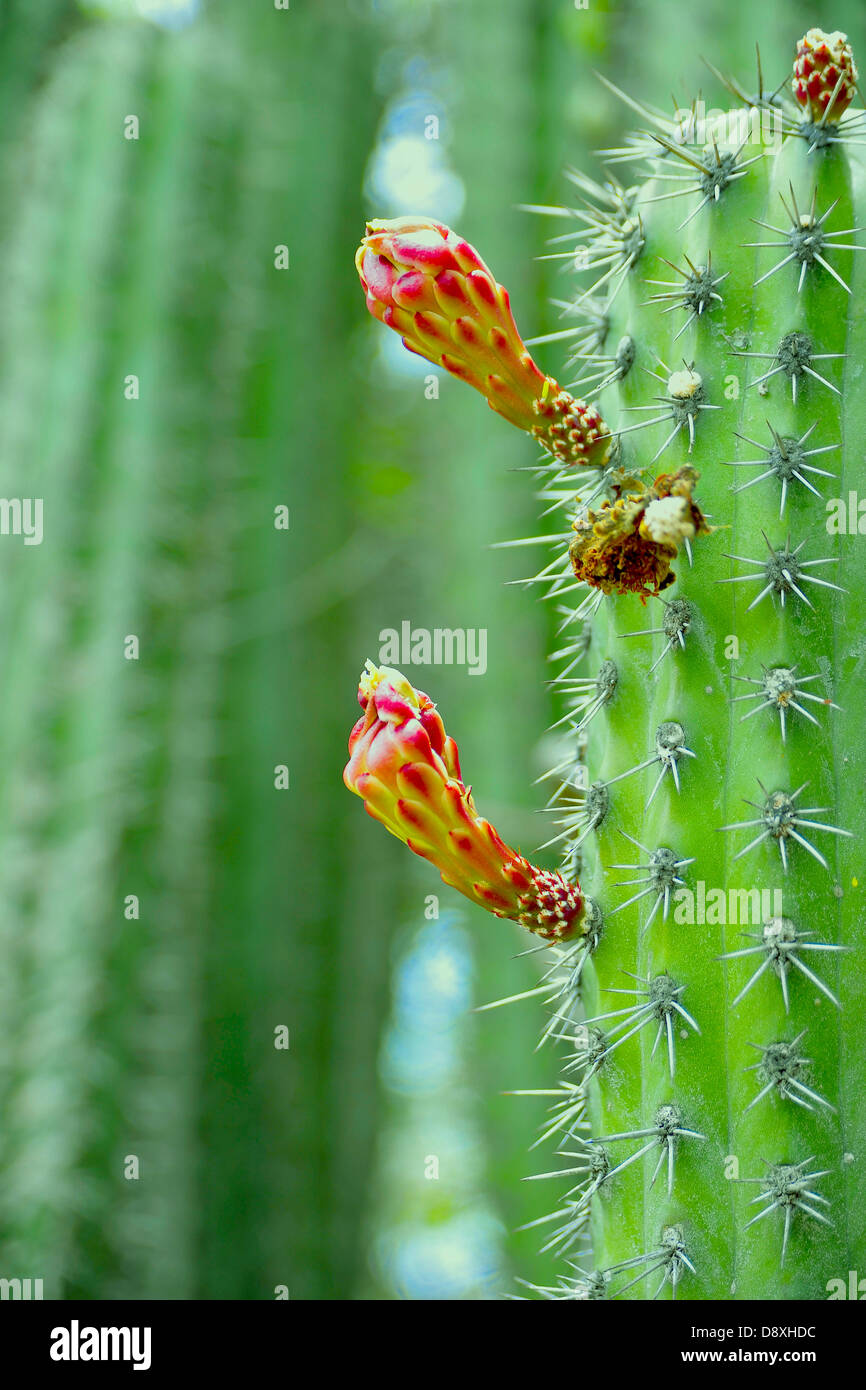 Opuntia Kaktus mit roten Blten Stockfotografie - Alamy
