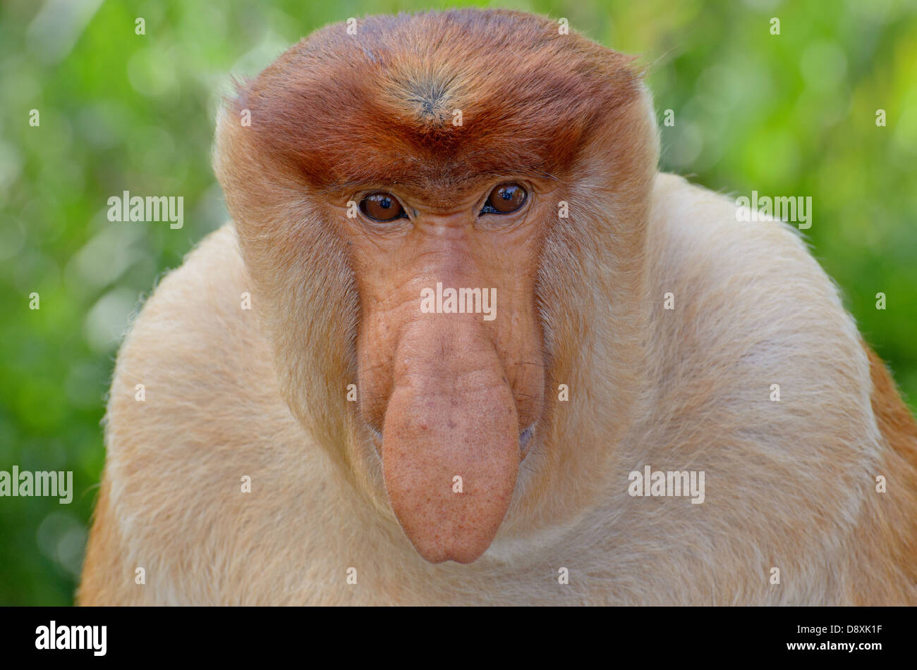 Männlichen Nasenaffe, Nasalis Larvatus Labuk Bay Proboscis Monkey Sanctuary, Sandakan, Sabah Malaysia. Stockfoto