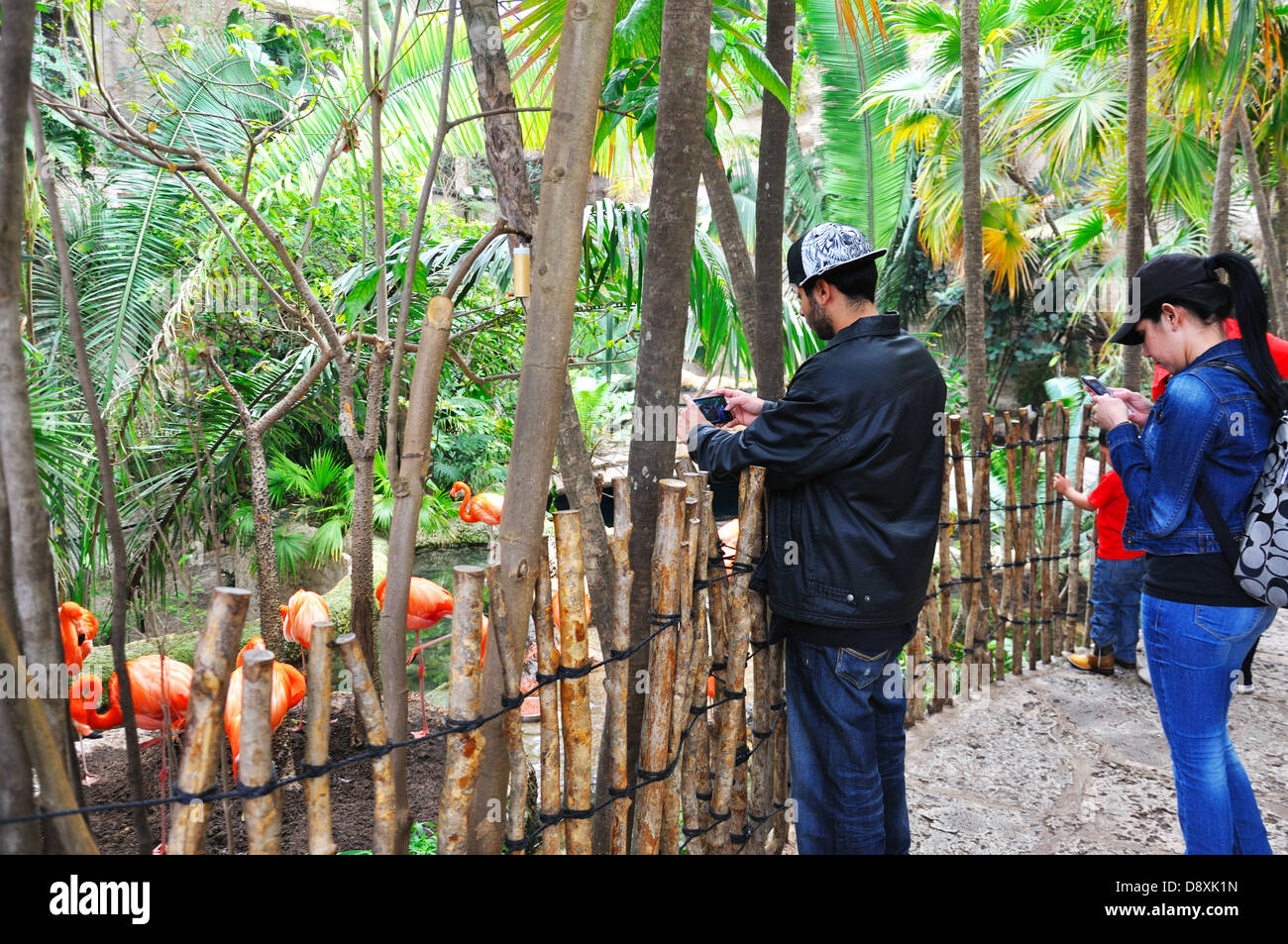 Besucher, die das Fotografieren von Flamingos in Dallas Aquarium, Texas, USA Stockfoto