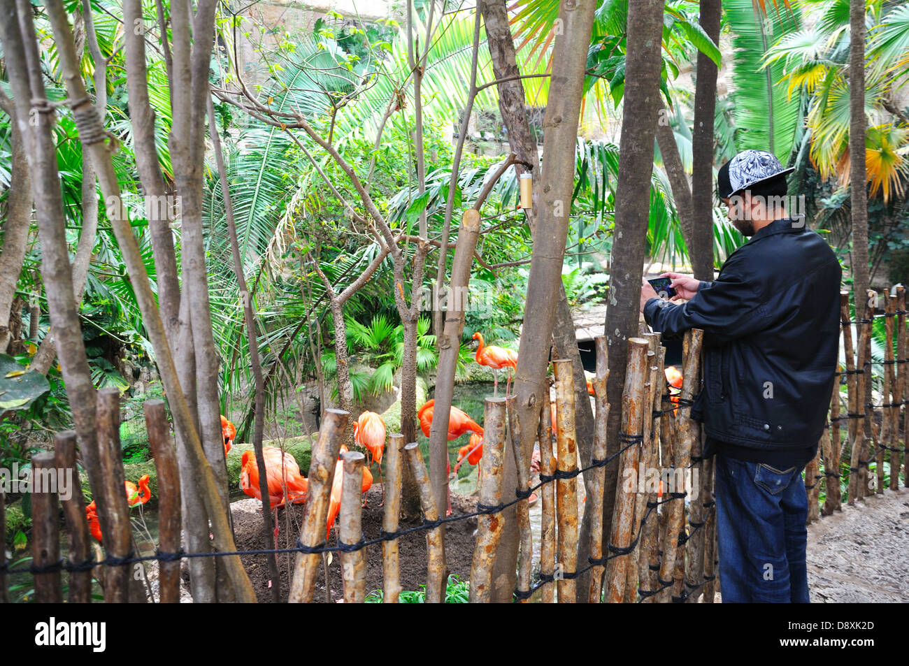 Besucher, die das Fotografieren von Flamingos in Dallas Aquarium, Texas, USA Stockfoto