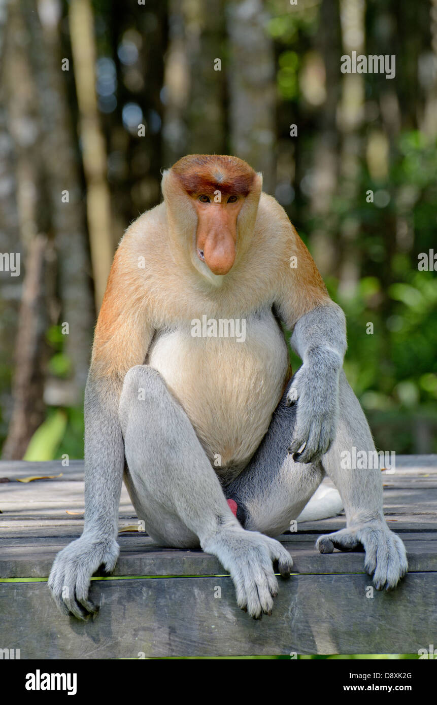 Männlichen Nasenaffe, Nasalis Larvatus Labuk Bay Proboscis Monkey Sanctuary, Sandakan, Sabah Malaysia. Stockfoto