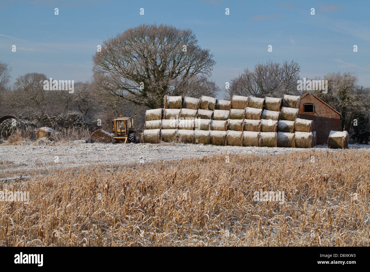 Ballen Heu Schnee bedeckt nach den letzten Fall. Lager am Feldrand gestapelt. Ingham. Norfolk. Schleiereule Tyto Alba Roost Nest im Stall Stockfoto