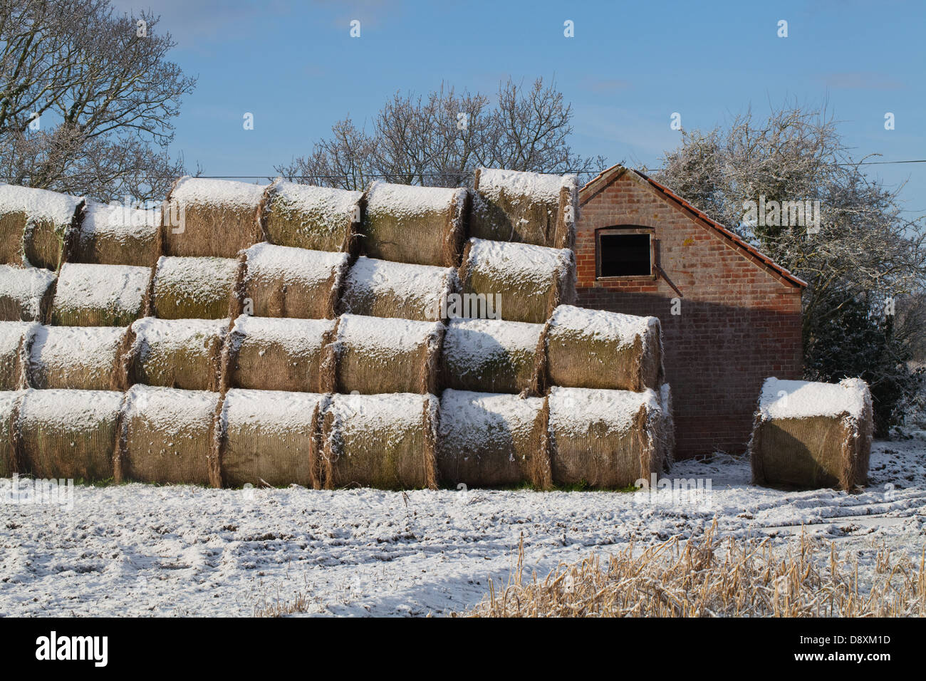 Ballen Heu Schnee bedeckt nach den letzten Fall. Lager am Feldrand gestapelt. Ingham. Norfolk. Schleiereule Tyto Alba Roost Nest im Stall Stockfoto