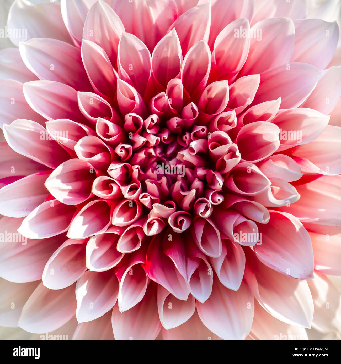 Schöne rosa Chrysantheme Blume Nahaufnahme Stockfoto