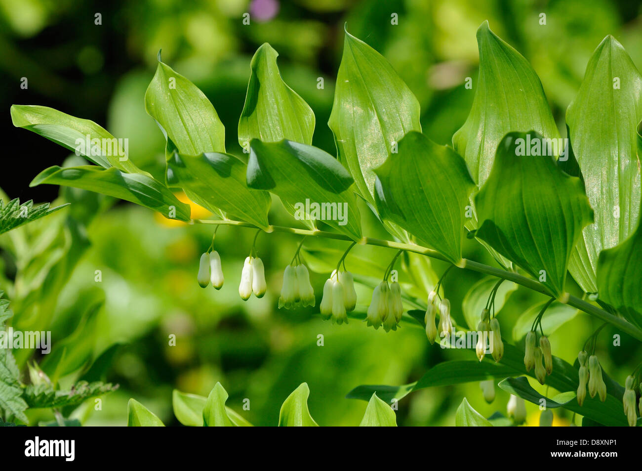 Salomos-Seehunde - Polygonatum multiflorum Stockfoto