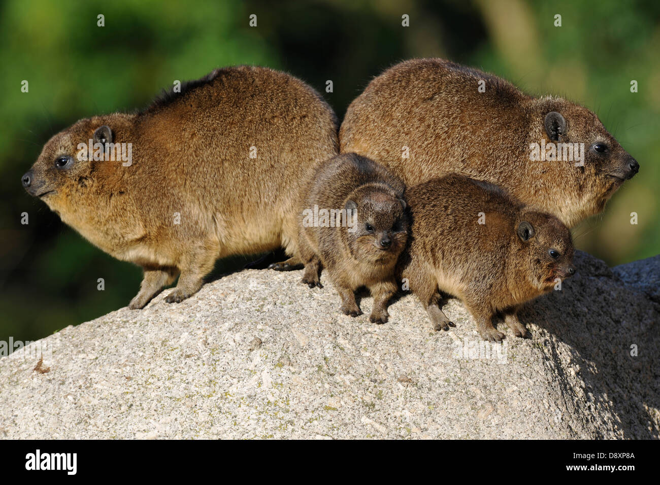 Familie Klippschliefer Procavia Capensis, zwei Jungtiere, 2 alte Tiere Stockfoto