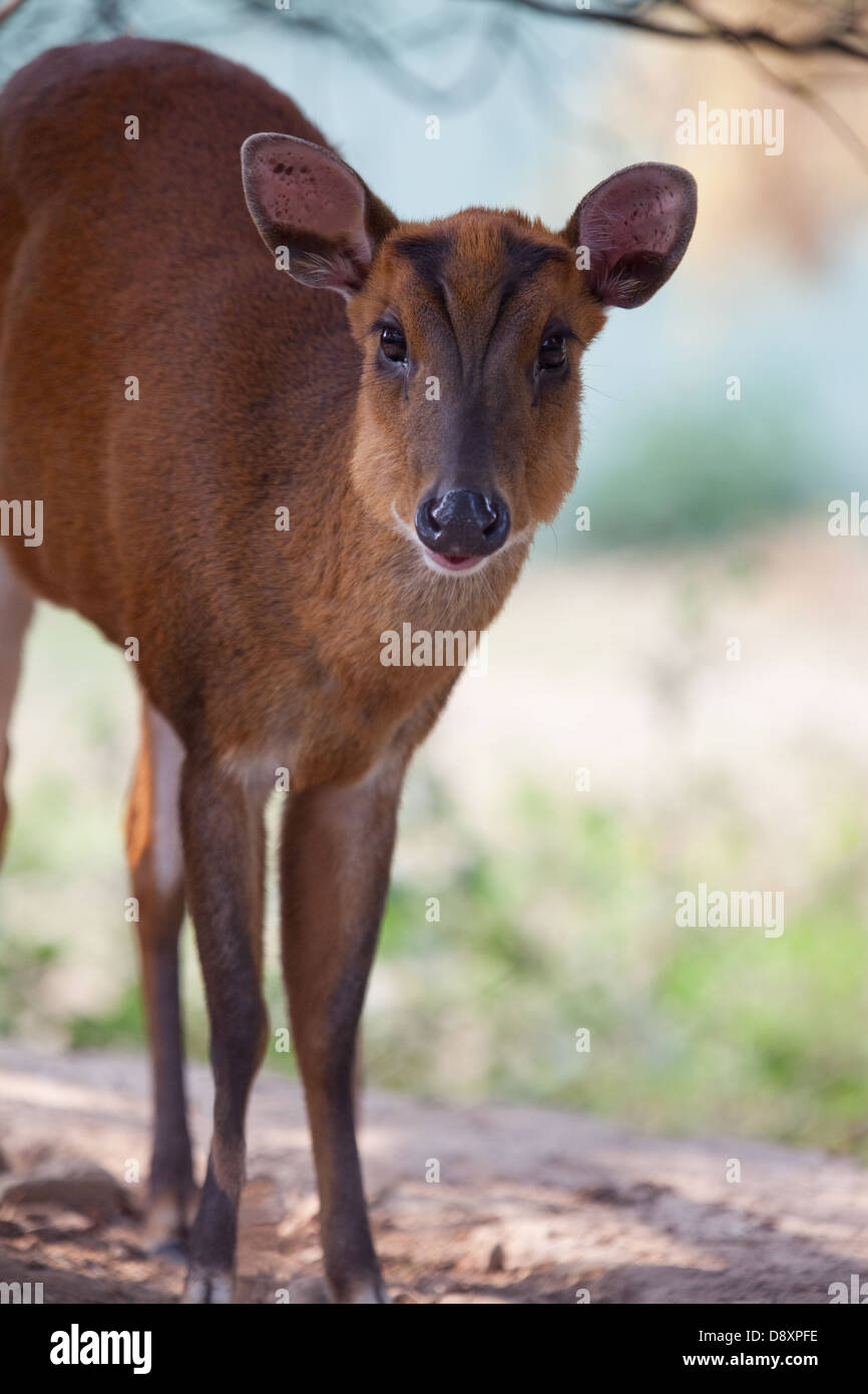 Indian, gemeinsame oder Rothirsch Muntjac (Muntiacus Muntjak). Weiblich. Nepal. Stockfoto