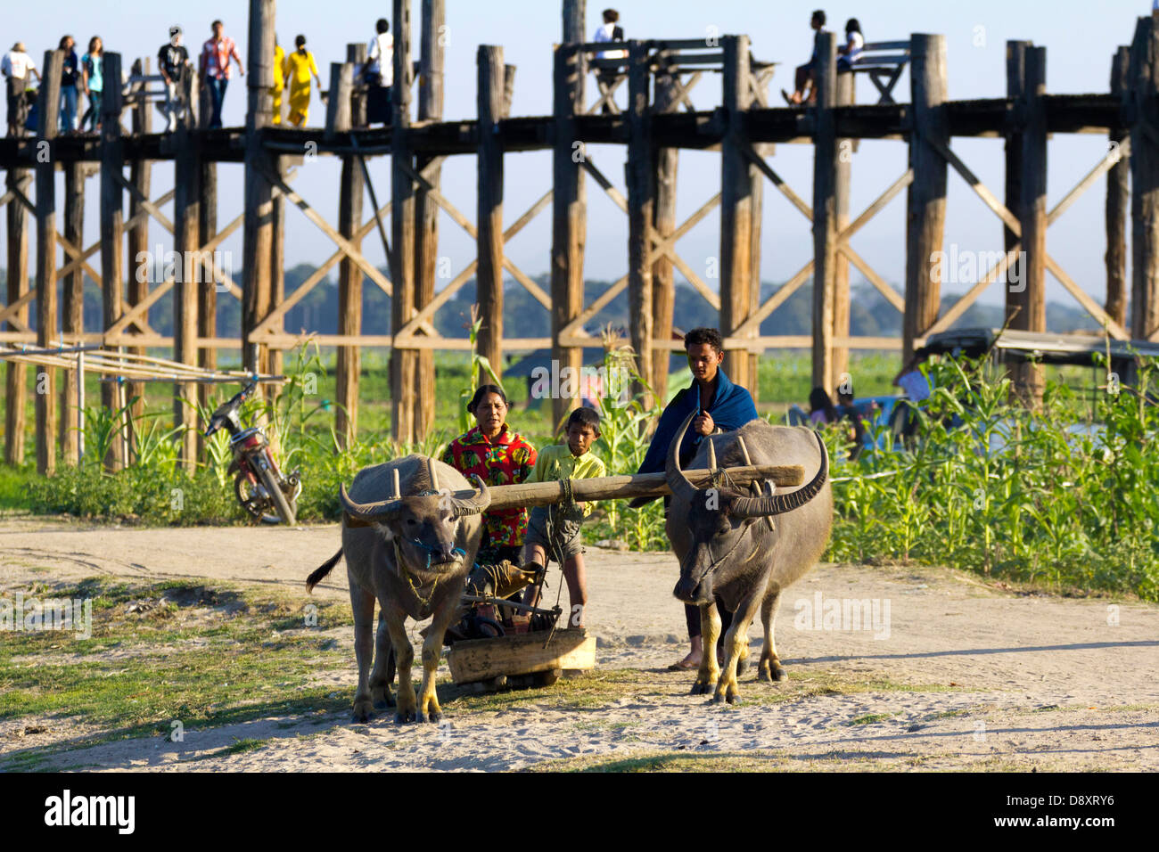 Familie und Bullock Cart U Bein Brücke Teakholz, Myanmars 2 Stockfoto