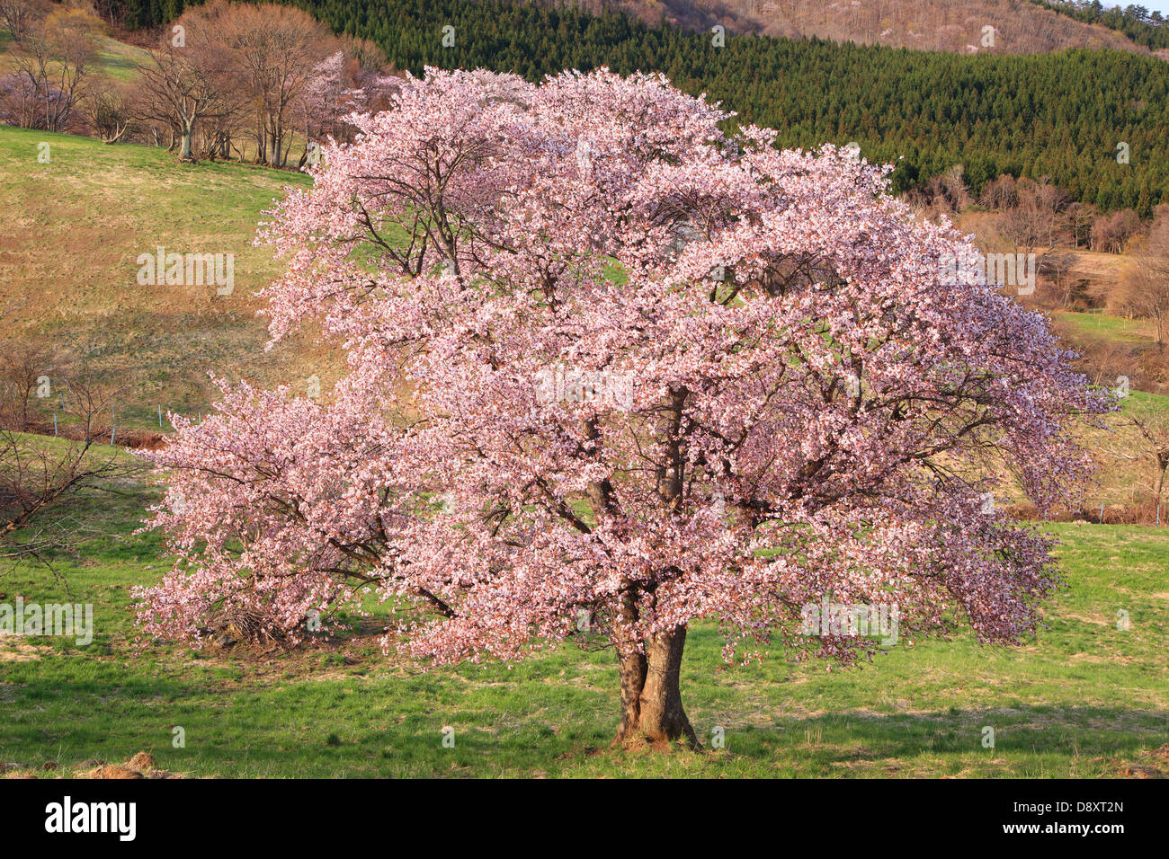 Name ist Nishizao keine Oyamazakura, Yamagata, Japan Stockfoto