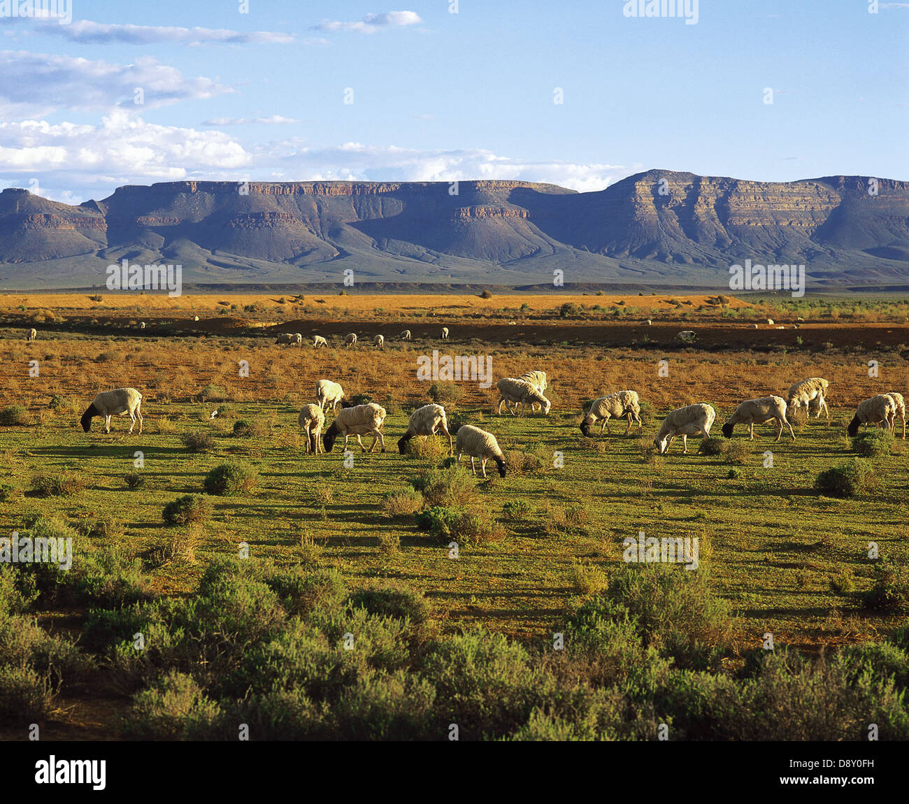 Schafhaltung in der Karoo, Südafrika Stockfoto