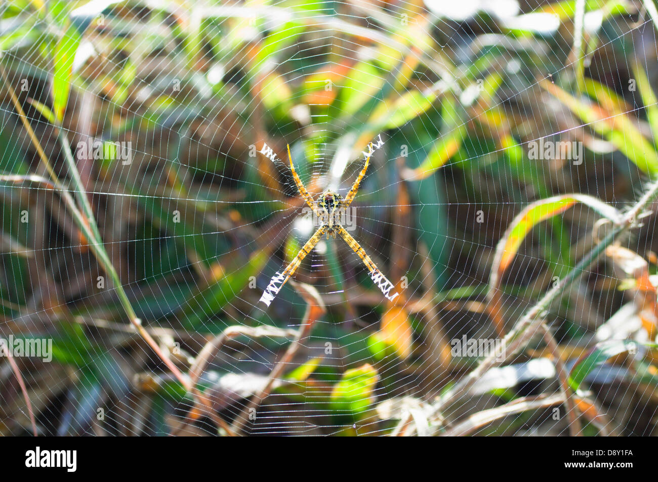 Bangladesch, Srimongal, Spinne und feinen Web. Asien Asien Bangladeshi Connexion Stockfoto