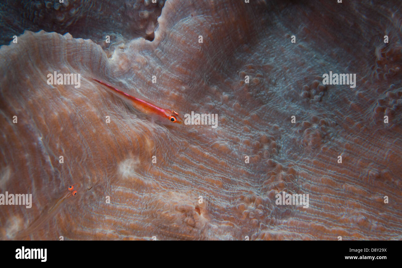 Grundeln (Nesseltieren: Cnidari) "ausblenden" auf harten Korallen, die Magie zu knacken Tauchplatz in der Straße von Lembeh, Nord-Sulawesi, Indonesien Stockfoto