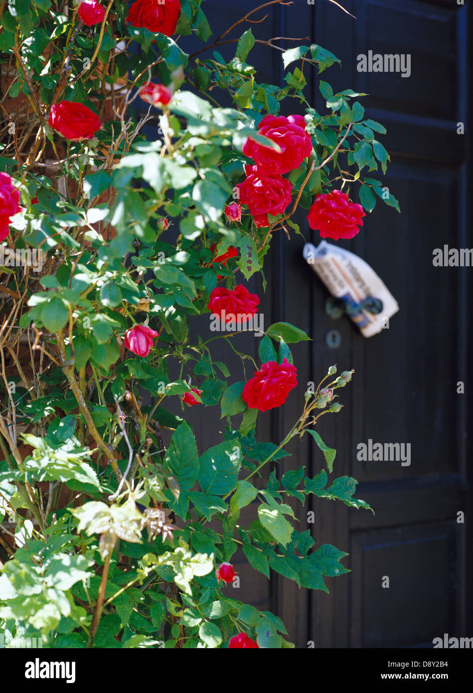 Ein Busch mit roten Rosen. Stockfoto