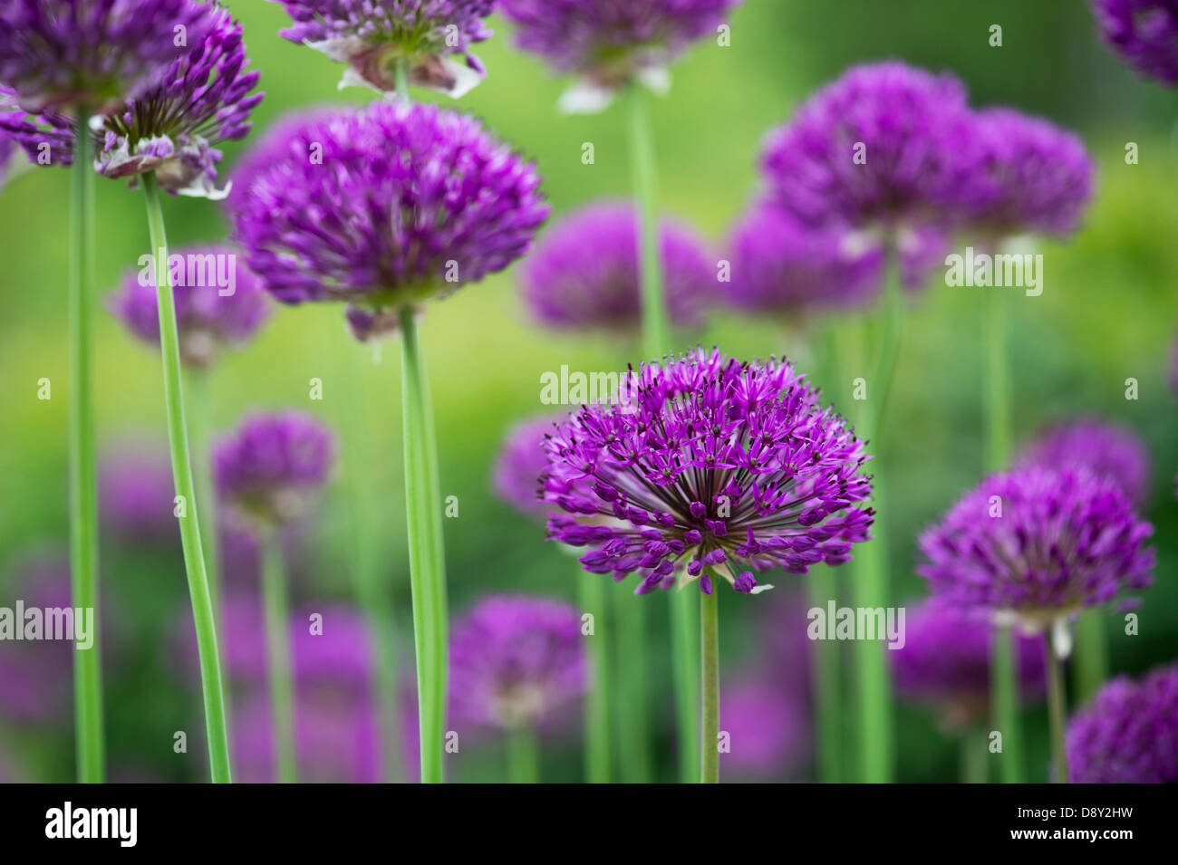 Allium 'Purple Sensation' Hollandicum. Zwiebel-Zierpflanzen Stockfoto