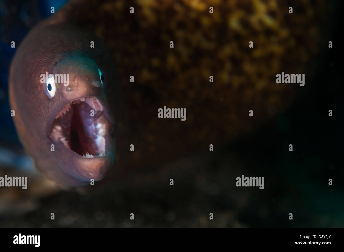 Siderea thysoidea aal Fotos und Bildmaterial in hoher Auflösung Alamy