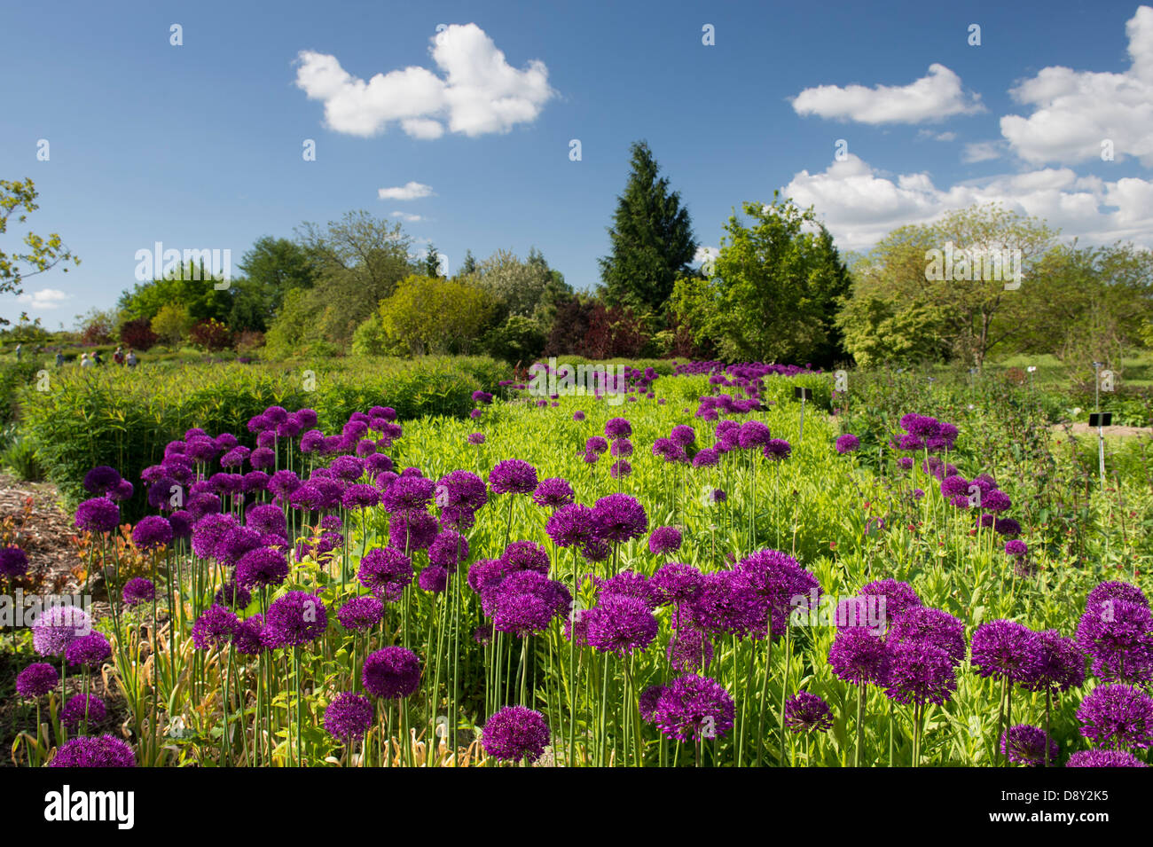 Allium 'Purple Sensation' Hollandicum. Zwiebel-Zierpflanzen im RHS Wisley Gardens, England Stockfoto