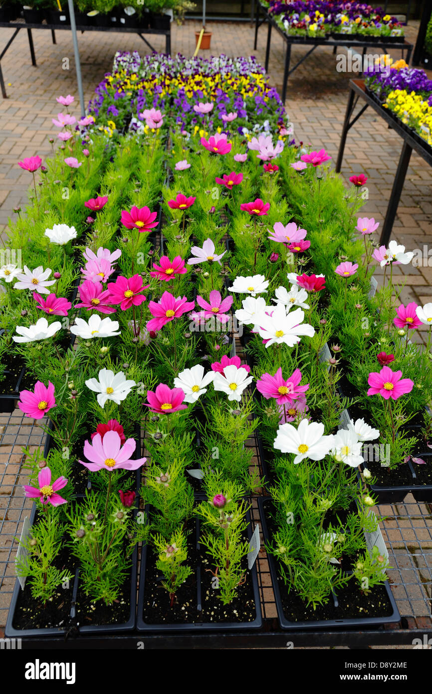 Sommer-Beetpflanzen für Verkauf in einem Gartencenter ...