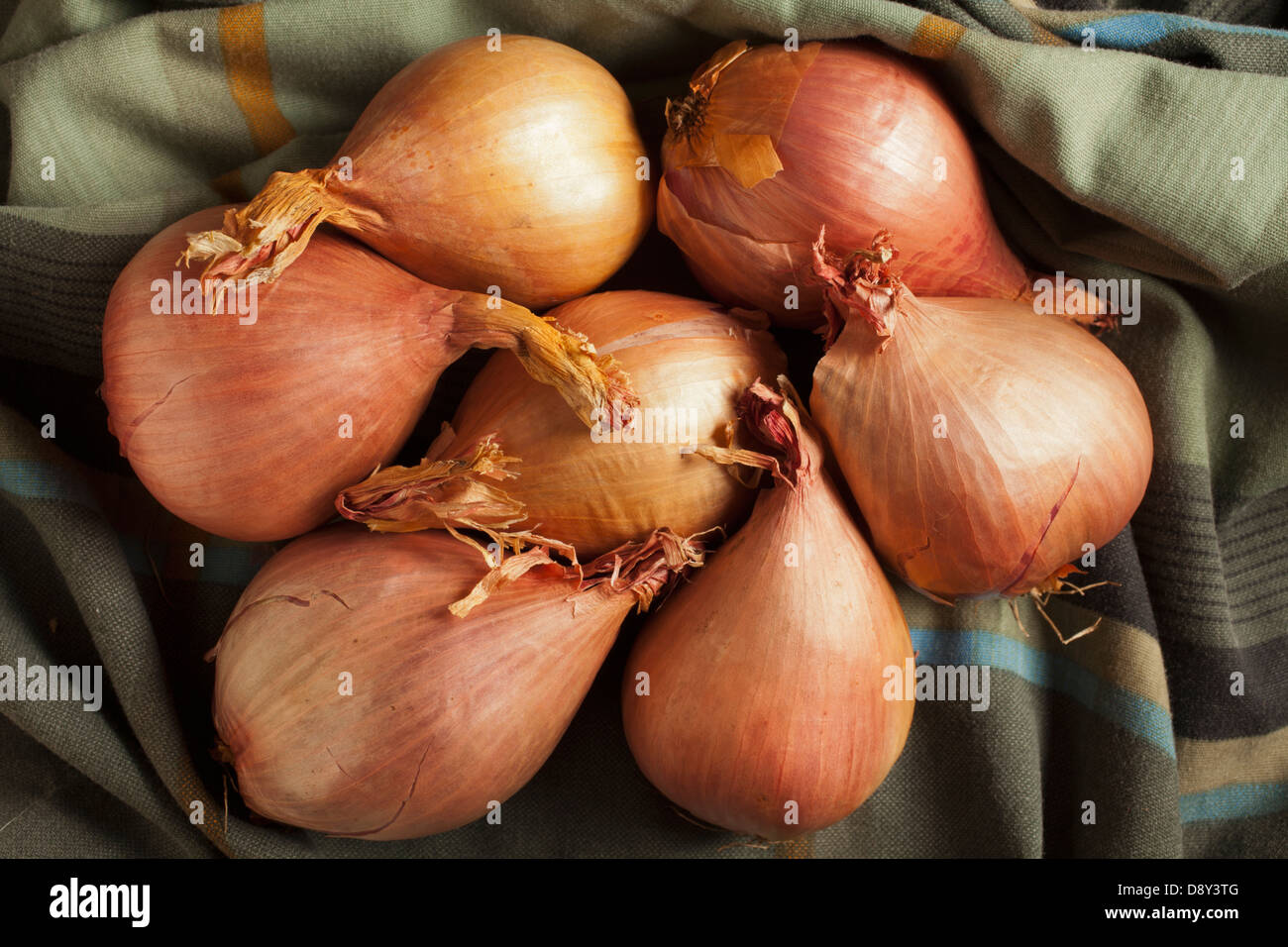 Schalotten, ein Klassiker Stockfoto