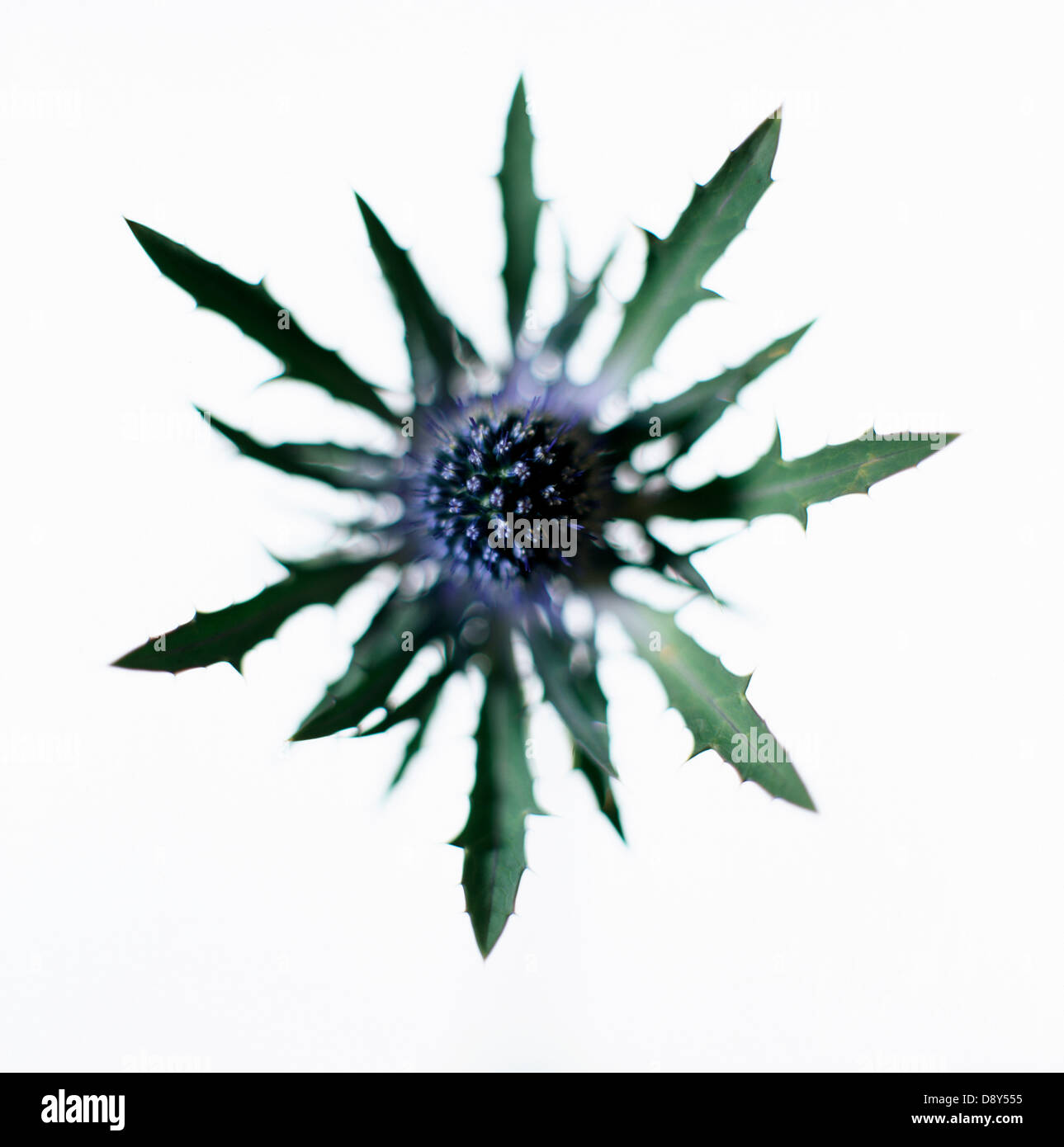 Eine blaue Distel, Draufsicht, Nahaufnahme. Stockfoto