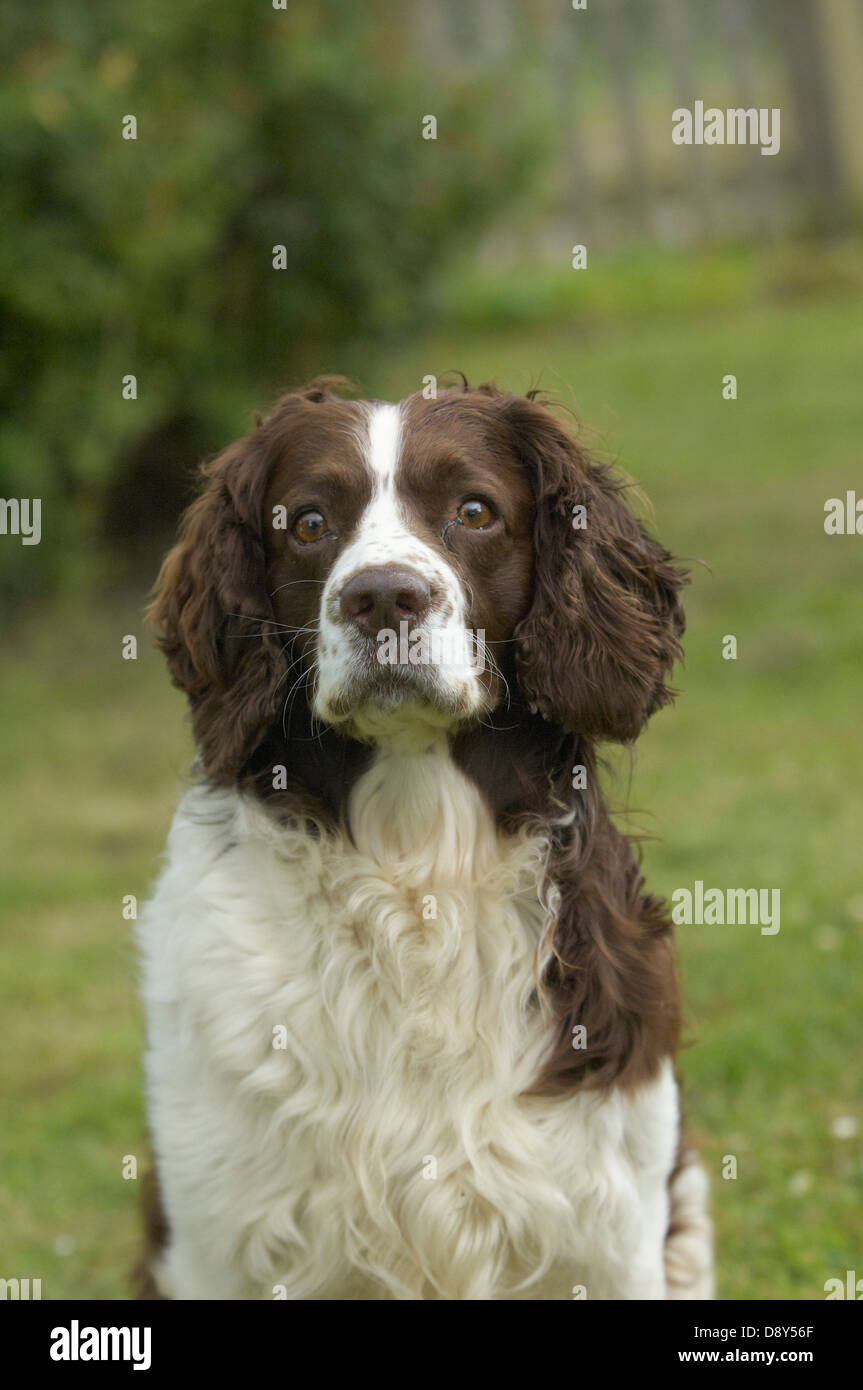 Ein spritely Springer Spaniel. Stockfoto