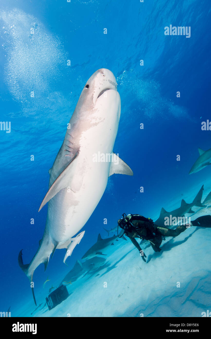 Tigerhai Galeocerdo Cuvier, Bahamas Stockfoto