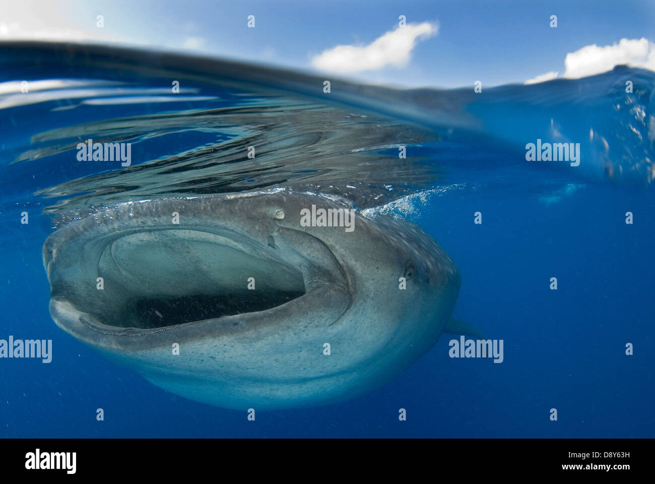 Walhai Rhincodon Typus Schwimmen unter Wasser während der Sommerzeit zu ernähren sich von Plankton Fischen Eiern Halbinsel Yucatan Mexiko Stockfoto