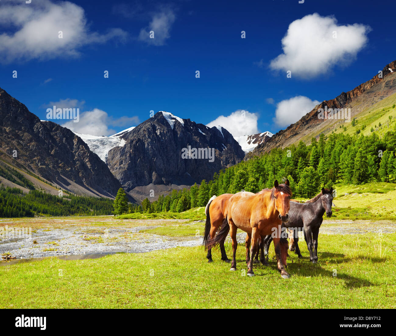 Berglandschaft mit grasenden Pferden Stockfoto