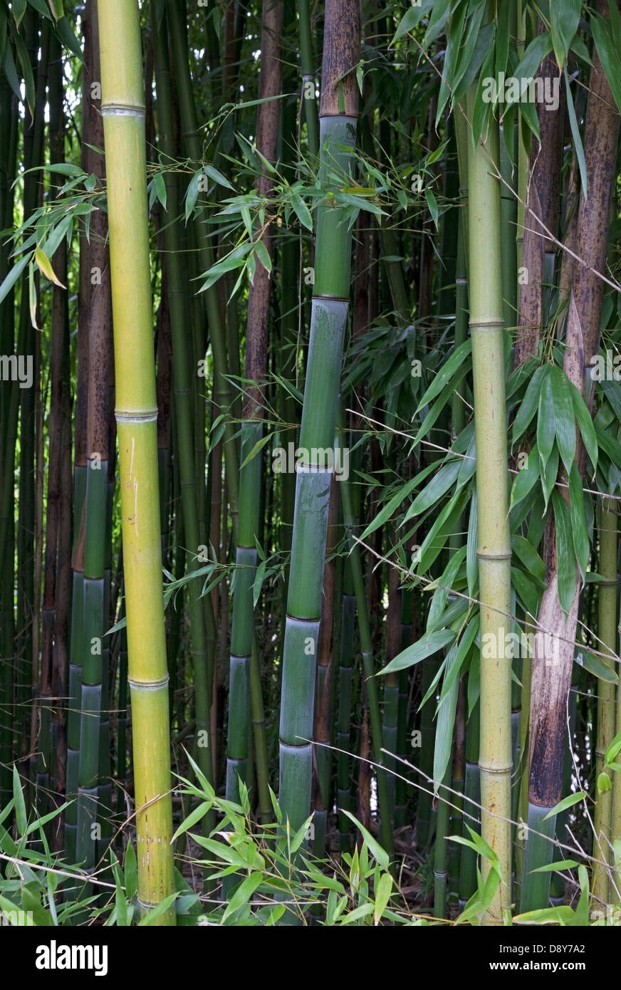 Dichtes Gestrüpp der Bambusstämme Stockfoto