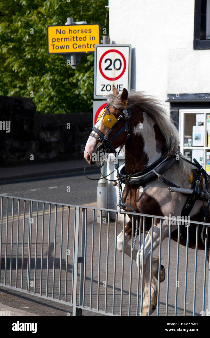 Appleby, Cumbria, Großbritannien. 6. Juni, 2013. Keine Pferde in der Innenstadt und 20 km/h Schild wo frantic Haus kämpfen gegen Zurückhaltung, an der Appleby Horse Fair in Cumbria zulässig. Die Messe ist eine jährliche Zusammenkunft der Sinti und Roma und der Fahrenden, der auf die erste Woche im Juni stattfindet, und hat seit der Herrschaft von James II, der eine Royal Charter im Jahr 1685 eine Horse Fair" in der Nähe des Flusses Eden" stattgefunden. Stockfoto
