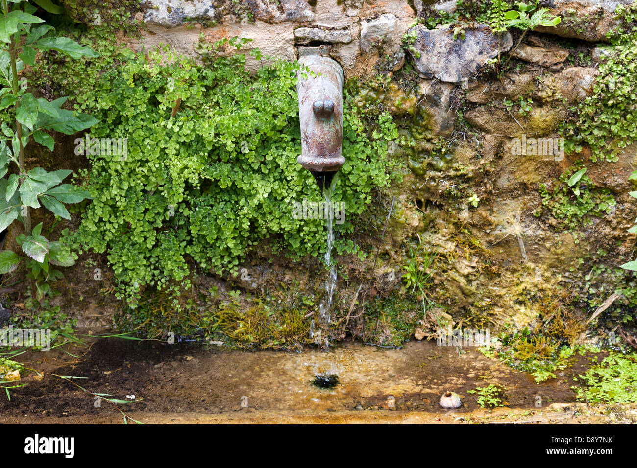 Frisches Quellwasser fließt aus Rohr mit üppigen Vegetation rund um es Stockfoto