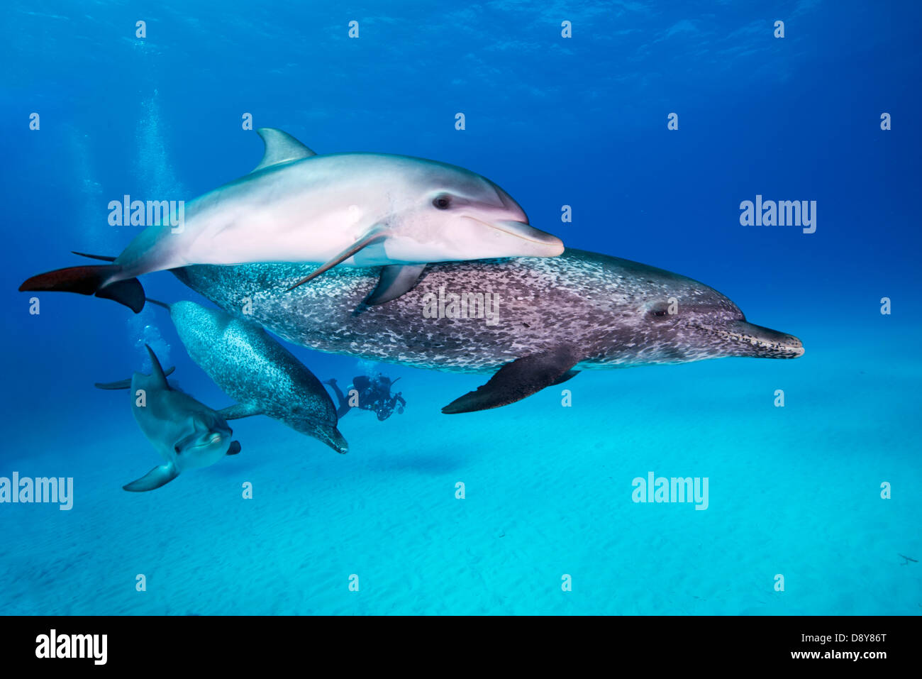 Atlantische Fleckendelfine, Stenella Frontalis, Bahamas, Caribbean Stockfoto