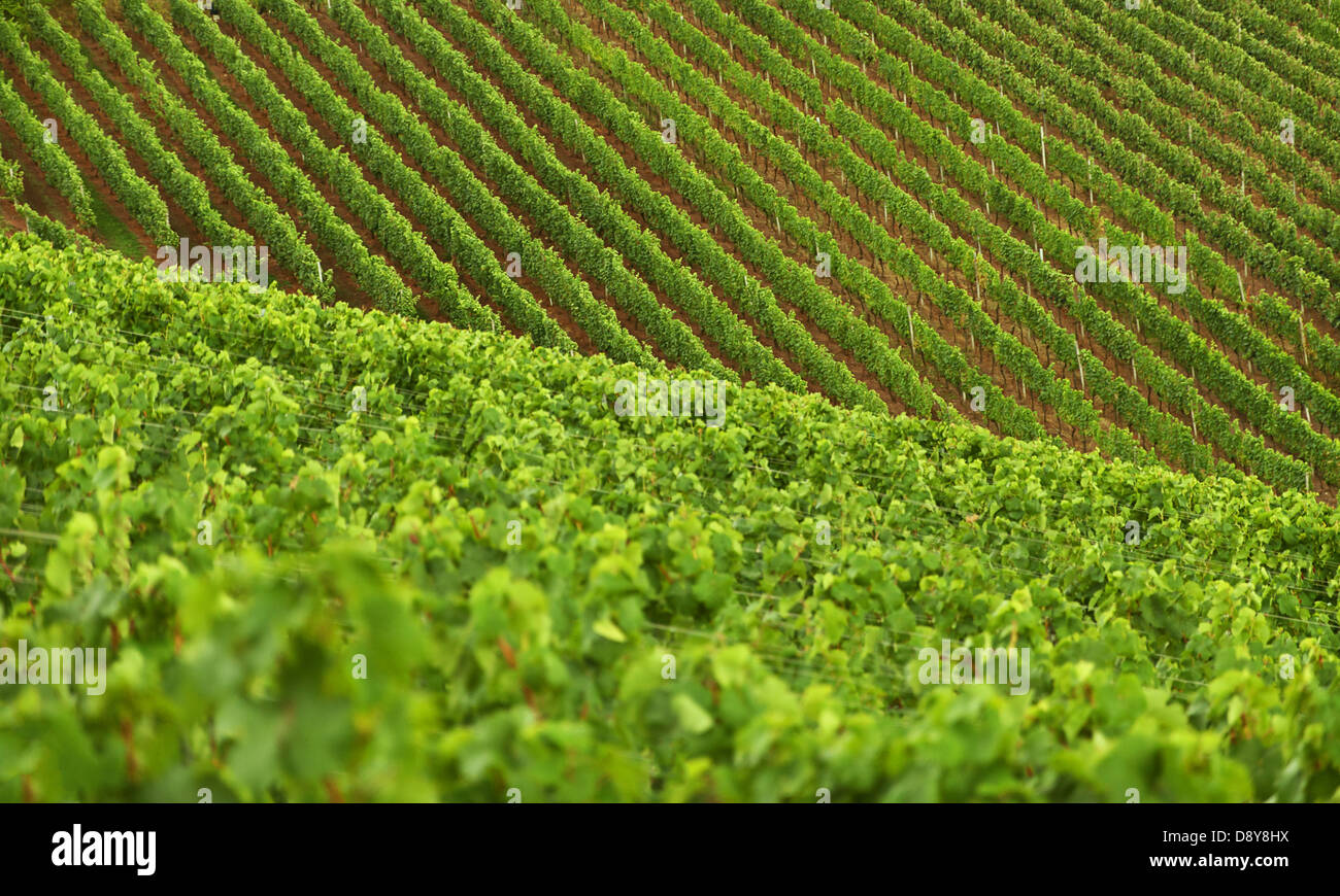 Weingut in Franken/Deutschland Stockfoto