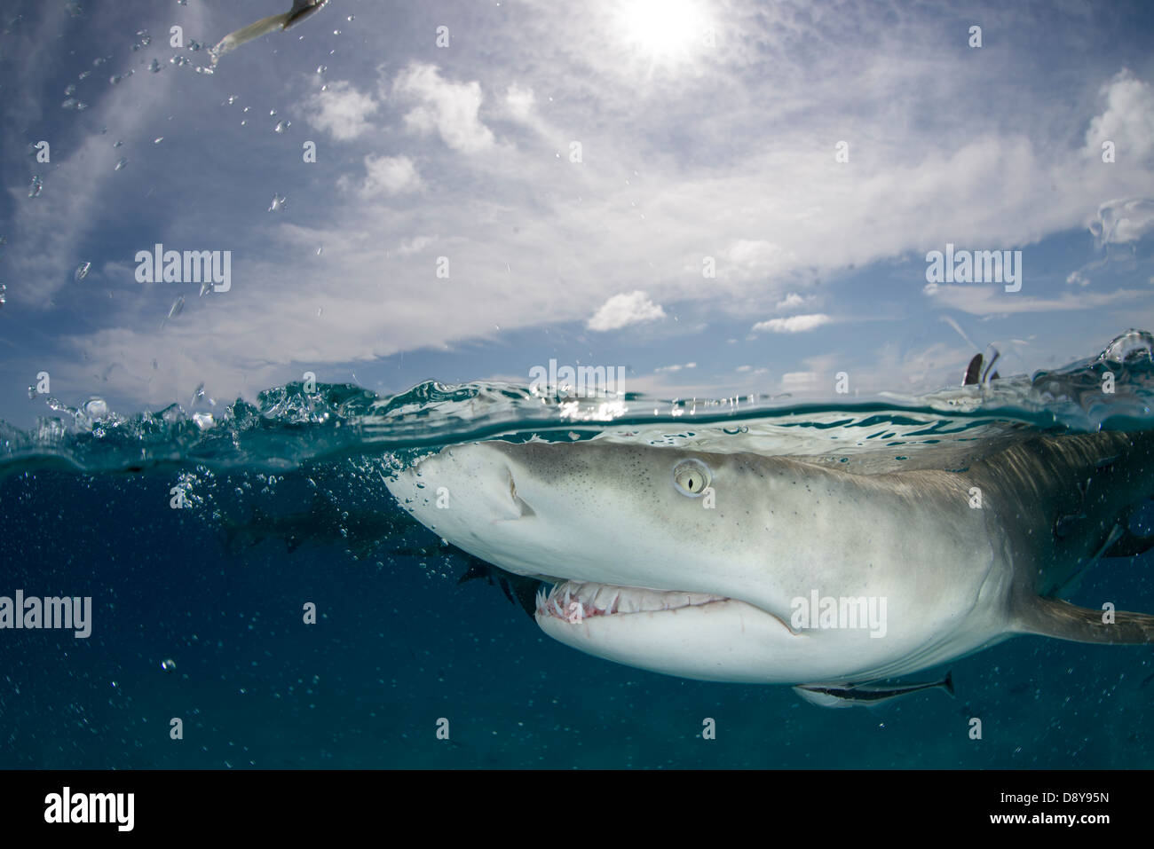 Zitrone Hai fangen, Negaprion Brevirostris, Bahamas Stockfoto